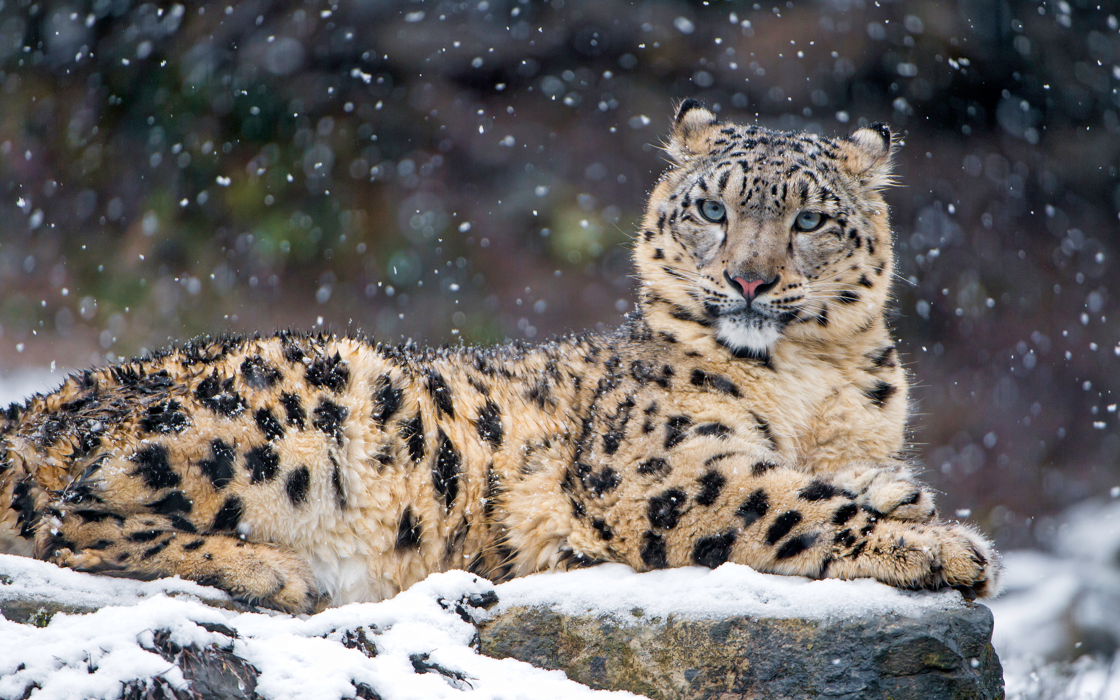 Snow Leopard 4K241588033 - Snow Leopard 4K - Snow, pair, Leopard
